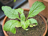 Komkommerkruid jonge plant