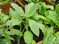 Komkommerkruid grotere plant