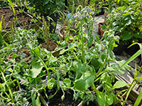 Komkommerkruid volgroeide plant