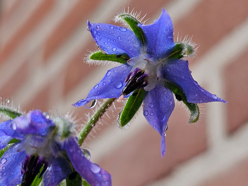 komkommerkruid bloemen bloei bestuiven bestuiving keukenplanten