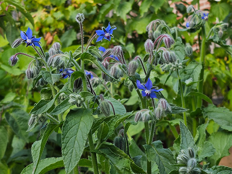 komkommerkruid oogsten plukken keukenplanten