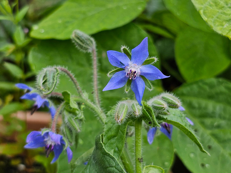 bloeiend komkommerkruid bernagie bloeiende plantjes bloemetjes bloemknopjes bestuiving bernagiekruid