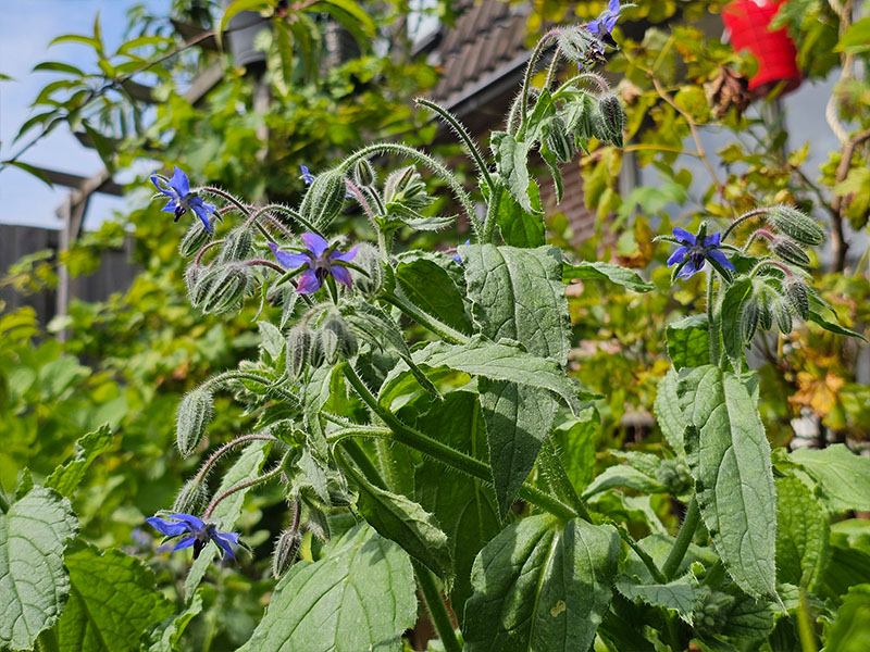 bloeiende bernagie komkommerkruid bloeiend plantje bloemetjes bloemknopjes bestuiving bloemtrosjes bloemtrossen bloemen