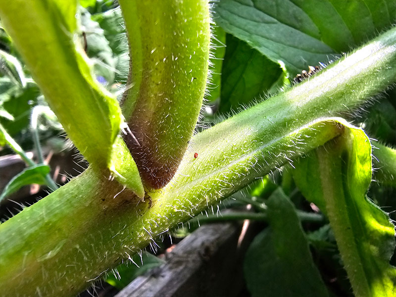 komkommerkruid haartjes behaarde stam harige planten bernagie prikkels prikken steken doorns