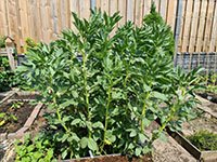 Tuinboon volgroeide plant