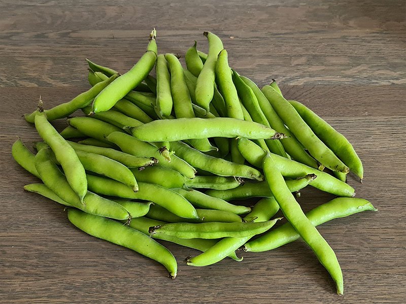 tuinboon oogsten plukken keukenplanten