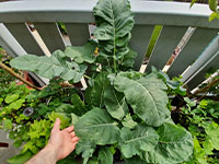 Broccoli grotere plant