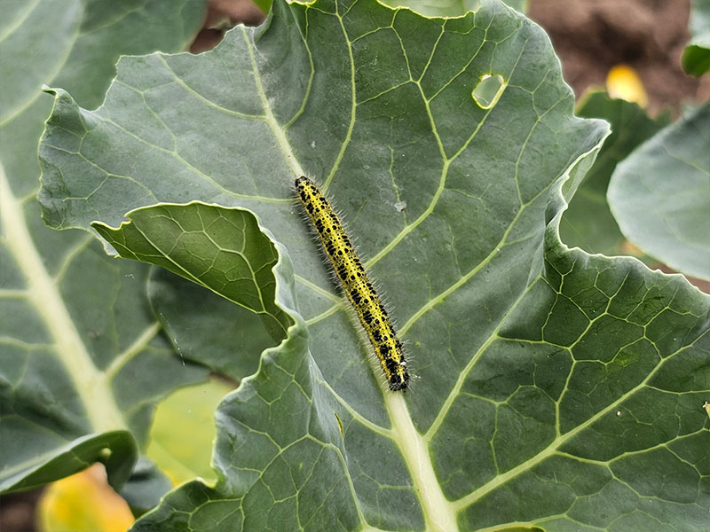 Zelf Broccoli Kweken Met Afbeeldingen Zelf Broccoli Kweken Met Afbeeldingen