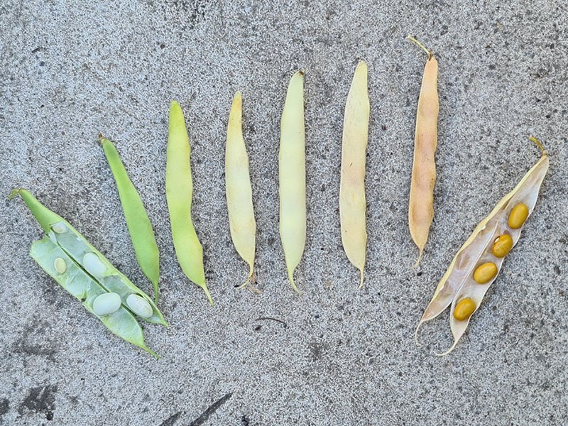 bruine boon oogsten plukken keukenplanten