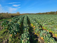 Spruitjes grotere plant