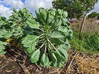 Spruitjes volgroeide plant