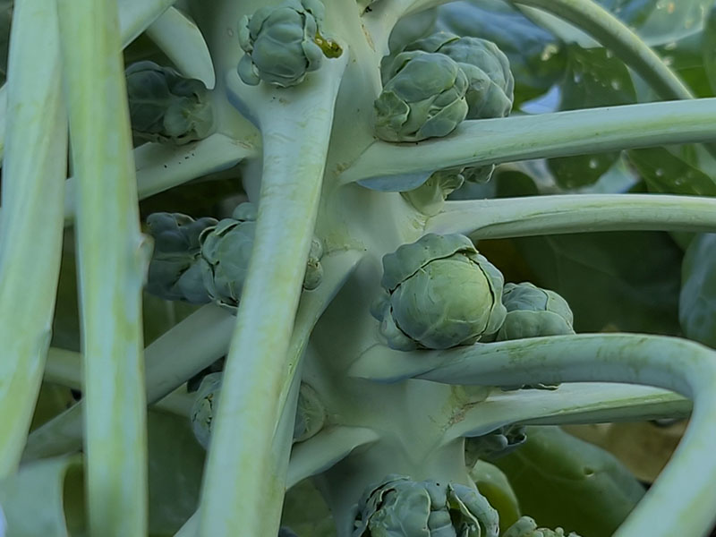 spruitjes oogsten plukken keukenplanten