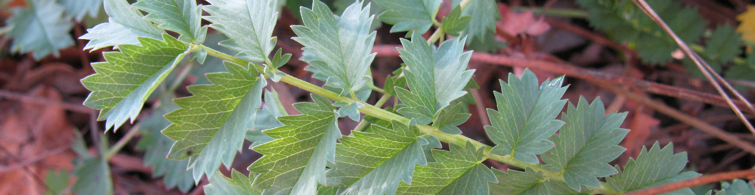 plant banner