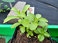 Stevia jonge plant