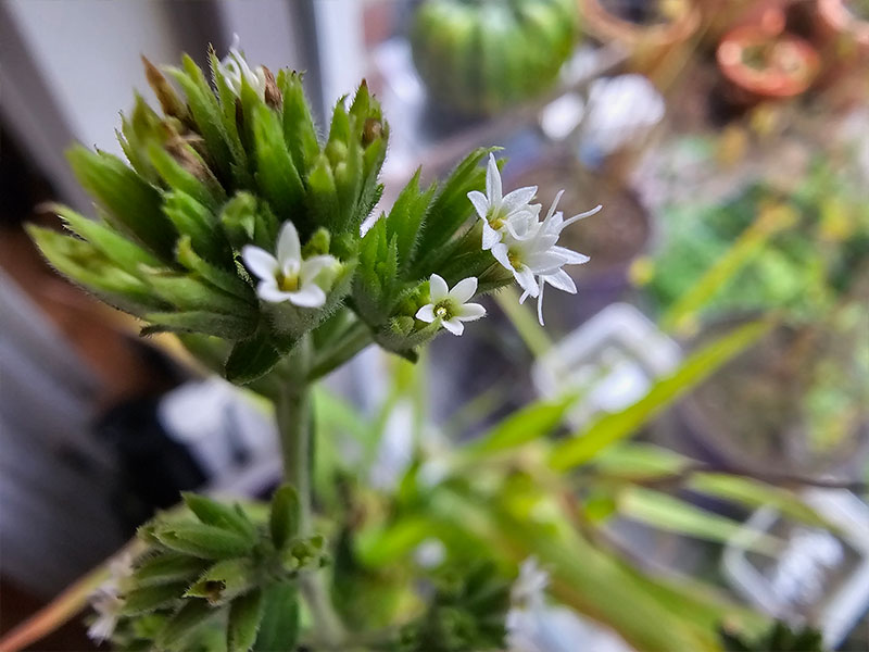 stevia bloemen bloei bestuiven bestuiving keukenplanten