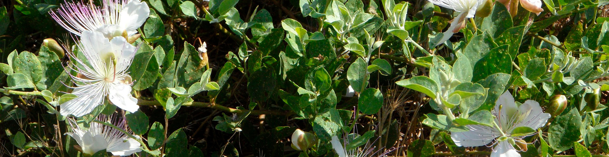 plant banner