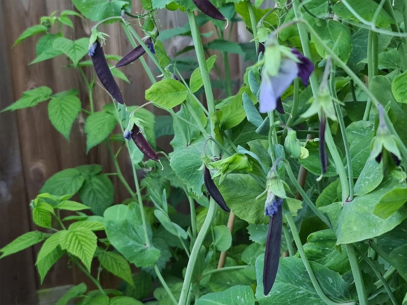kapucijners oogsten plukken keukenplanten
