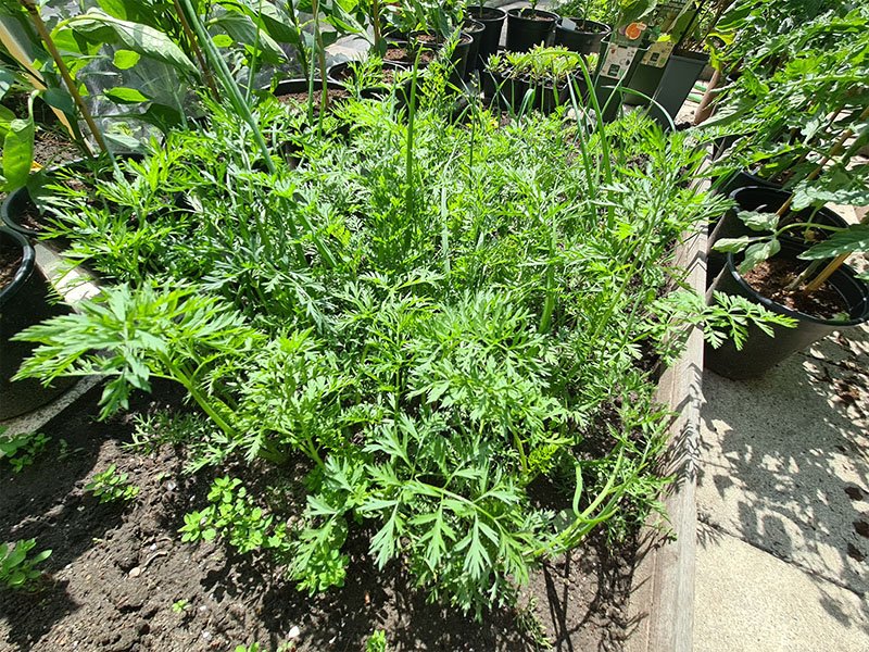wortel volgroeide planten grootte keukenplanten