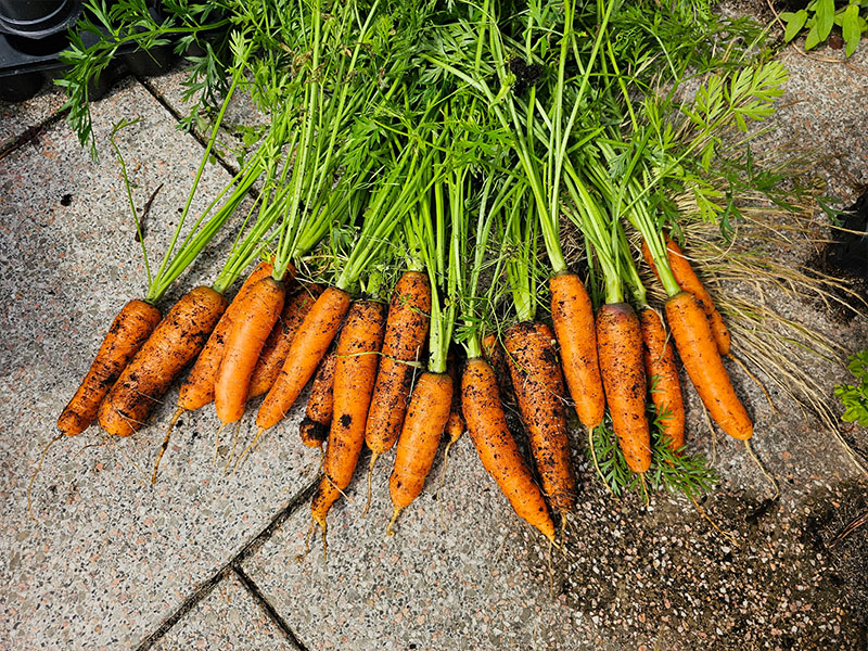 wortel oogsten plukken keukenplanten