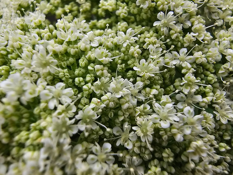 worteltjes bloei bloemen wortelen bloeien doorschieten doorgeschoten wortels