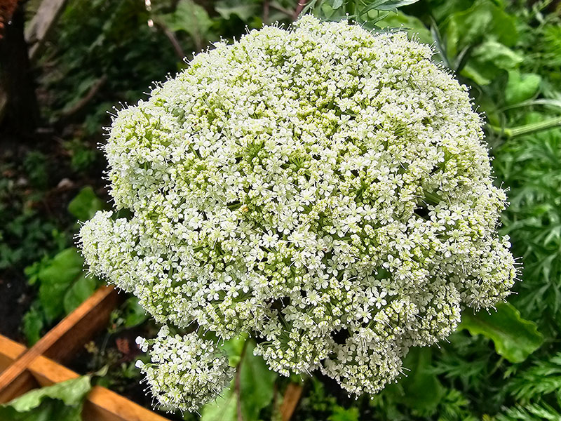 worteltjes bloei bloemschermen wortelen wortels schermbloemenfamilie schermbloemigen