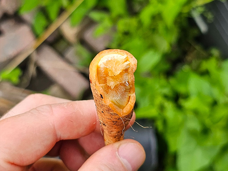doorgeschoten worteltjes gebroken wortelen eetbaar doorschieten bloeistengel harde kern
