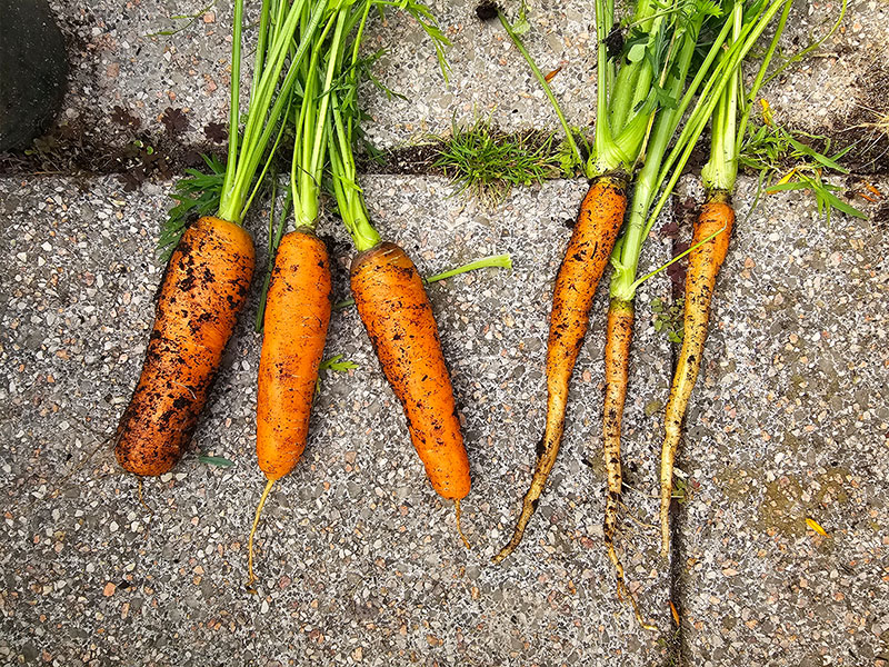 worteltjes doorgeschoten wortelen doorschieten verschil wortels