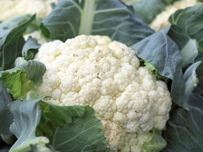 bloemkool oogsten plukken keukenplanten