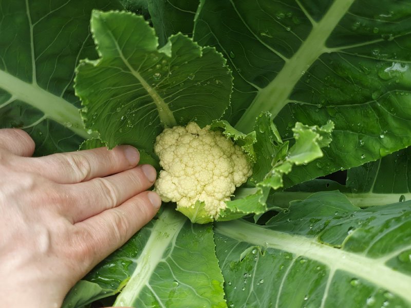 wanneer bloemkool oogsten kleine waarom bloemkool afdekken bloemkolen