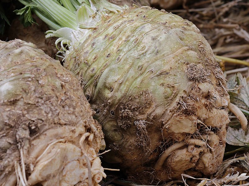 knolselderij oogsten plukken keukenplanten