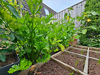  volgroeide plant