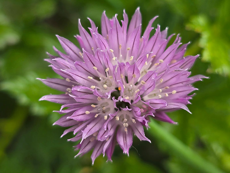 De bloemen van een bloeiende bieslook
