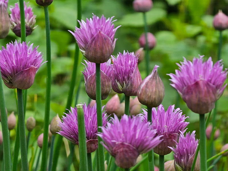 grote grove bieslook paarse bloemen bloei bloemetjes