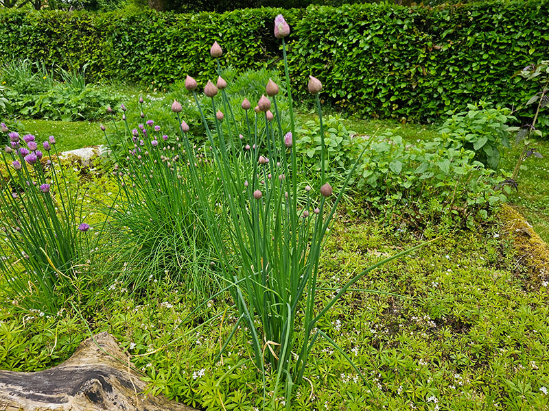 grove bieslook planten grof bieslook knoflookbieslook grote bieslook plant bieslook kweken