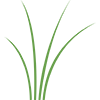 plant icon