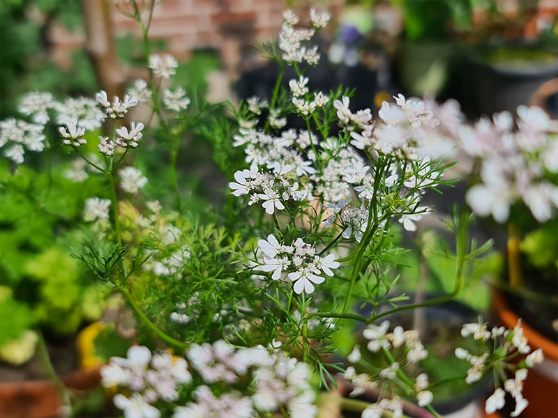 koriander bloemen bloei bestuiven bestuiving keukenplanten