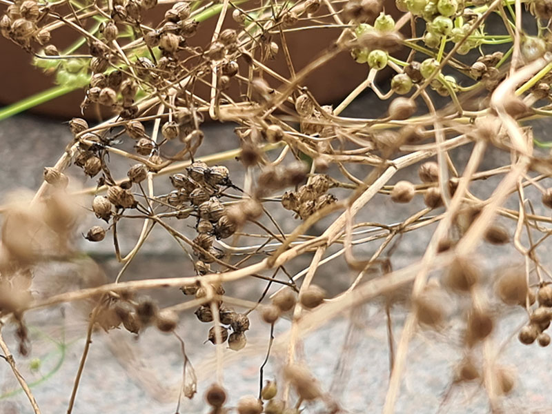 koriander oogsten plukken keukenplanten