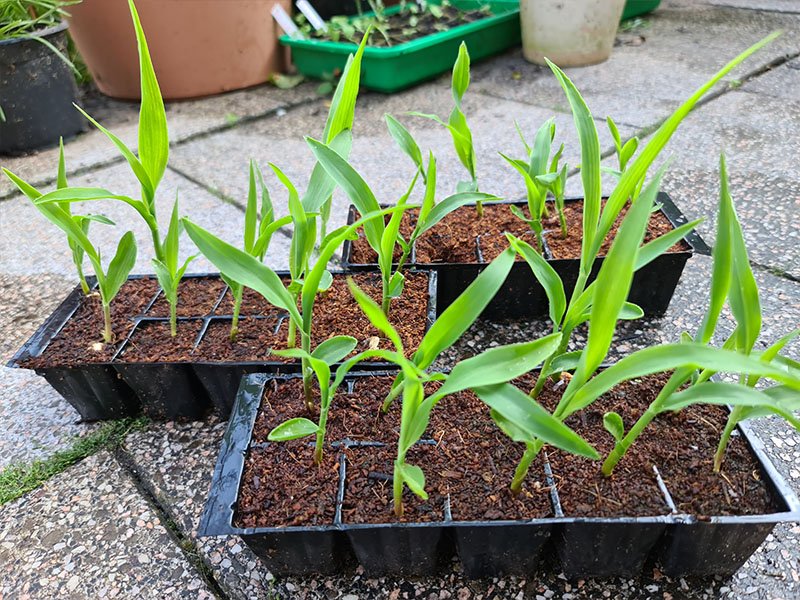 maïs jonge plantjes jonge planten keukenplanten