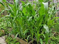Maïs grotere plant