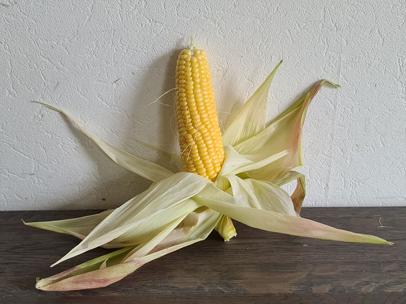 maïs oogsten plukken keukenplanten