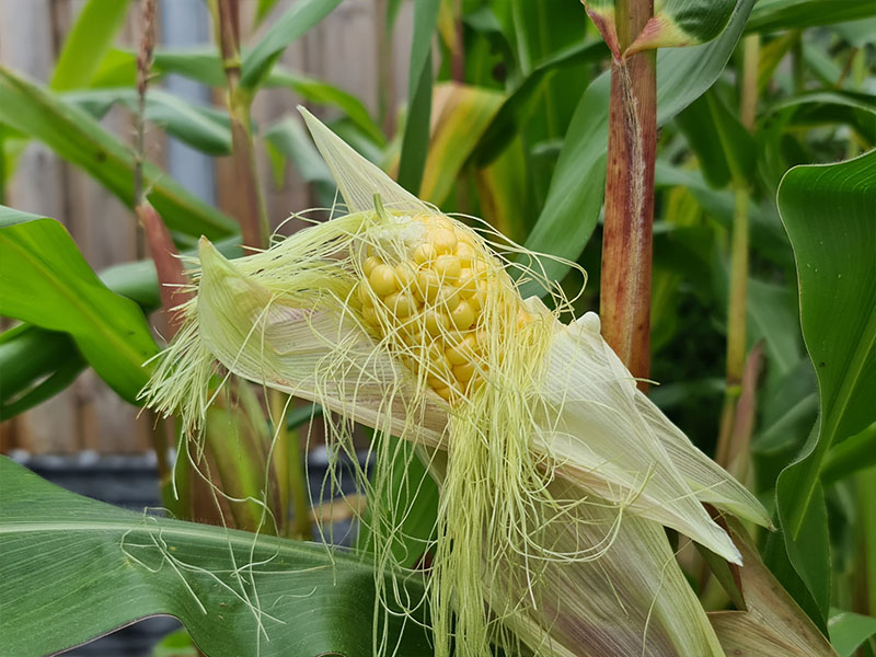 kruisbestuiving mais bestuiving maisplanten bestuiven haren haartjes maiskorrels maiskolf maiskolven bloeiende mais