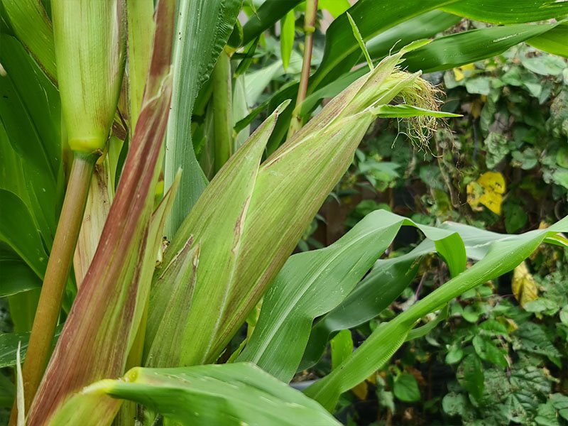 vrouwelijke bloemen mais bloeiende maisplantjes suikermais bloei bestuiving bestuiven van maisbloemen