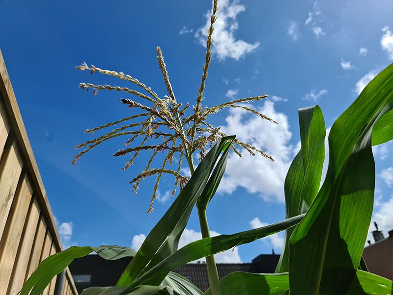 mannelijke bloemen mais bloeiende maisplanten bloei bestuiving bestuiven