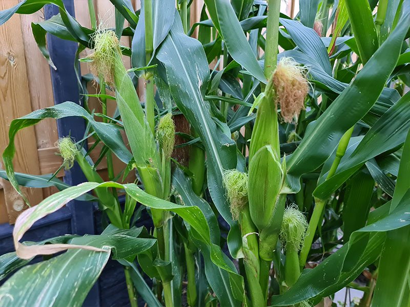 maiskolven aan zijkant van plant