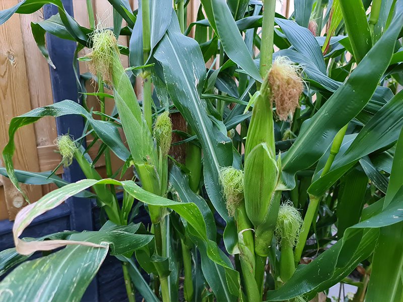 maiskolven oogsten mais kweken maisplanten vruchten van mais zijkant zijscheuten maisplantjes