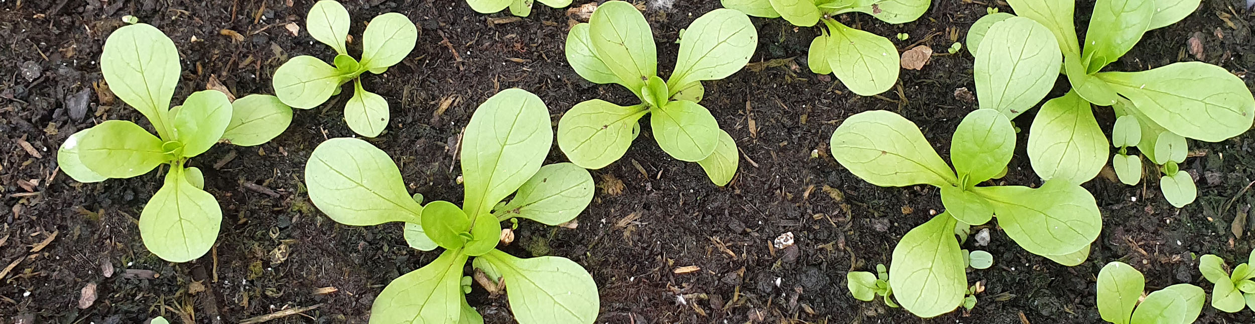 plant banner