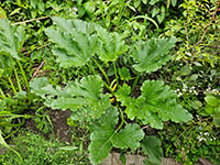 Courgette jonge plant