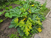 Courgette grotere plant