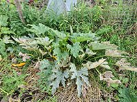 Courgette volgroeide plant