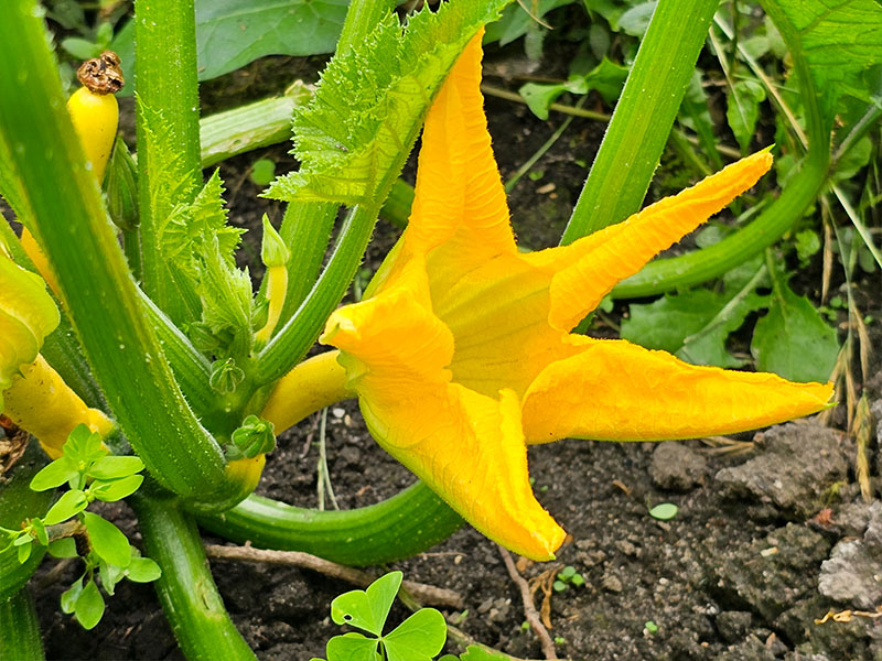 courgette bloemen bloei bestuiven bestuiving keukenplanten